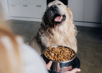 Qual é o melhor alimento para seu pet entre carne, ração e vegetais