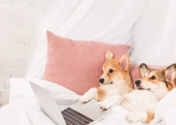 Amor ou exagero? O impacto de tratar pets como filhos