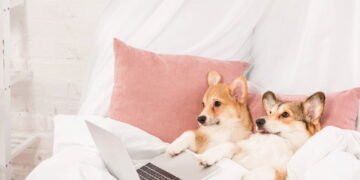 Amor ou exagero? O impacto de tratar pets como filhos