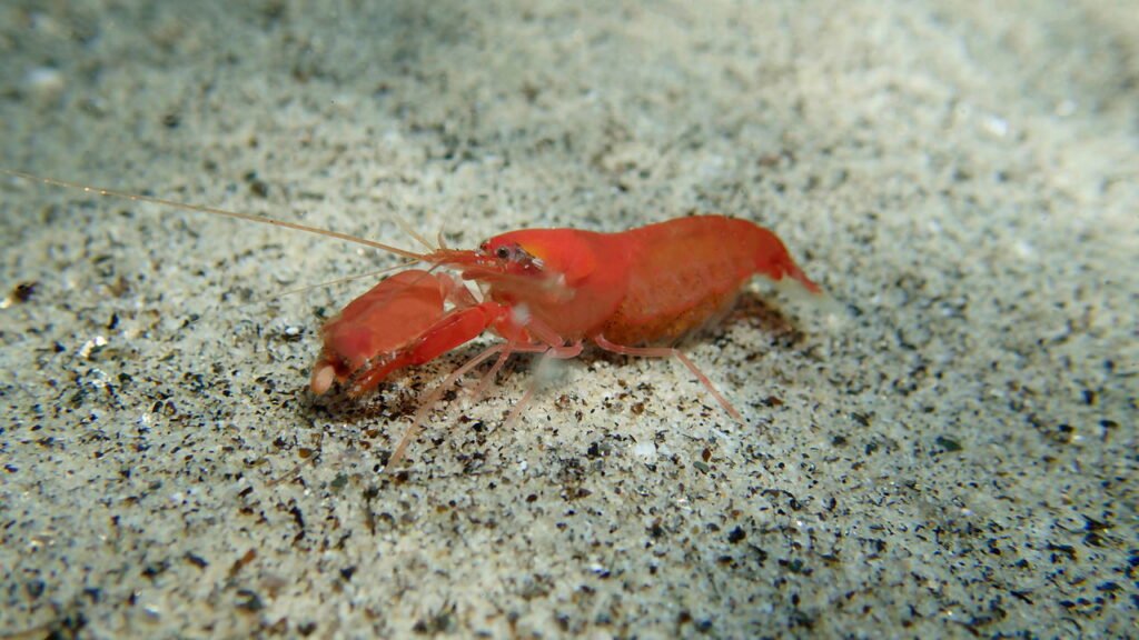 Você sabia que o animal mais barulhento do mundo faz um som mais alto que a turbina de um avião?