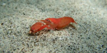 Você sabia que o animal mais barulhento do mundo faz um som mais alto que a turbina de um avião?