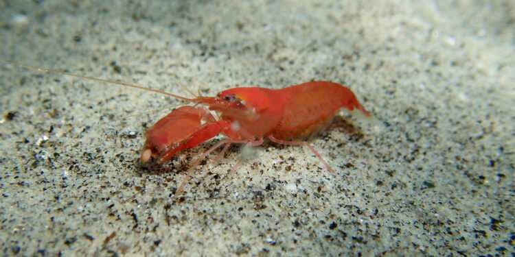 Você sabia que o animal mais barulhento do mundo faz um som mais alto que a turbina de um avião?