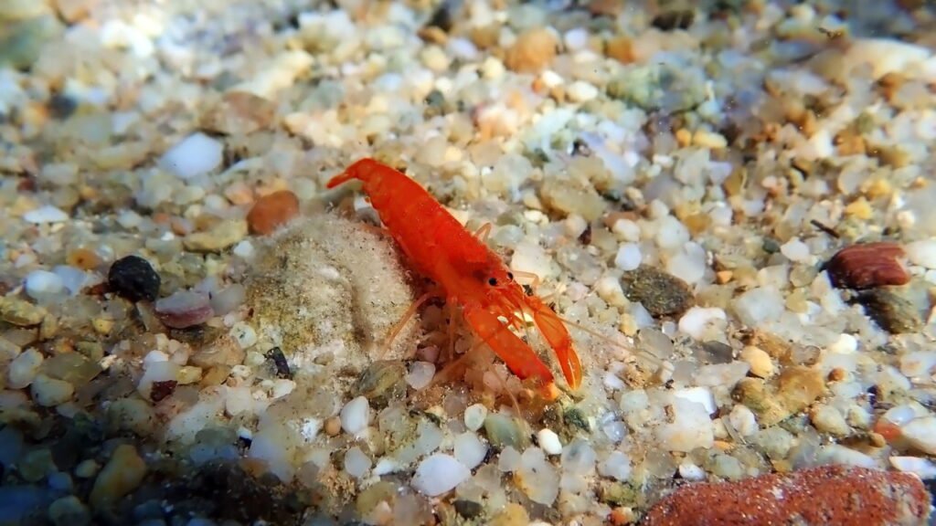 Você sabia que o animal mais barulhento do mundo faz um som mais alto que a turbina de um avião?