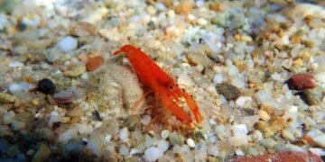 Você sabia que o animal mais barulhento do mundo faz um som mais alto que a turbina de um avião?