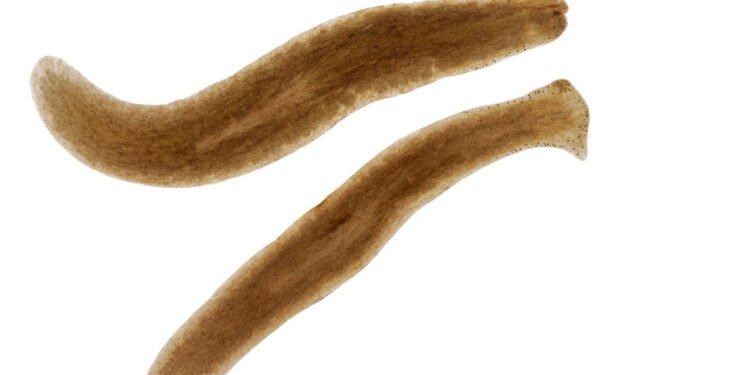 Você sabia que esse animal pode se regenerar mesmo após perder partes do cérebro?