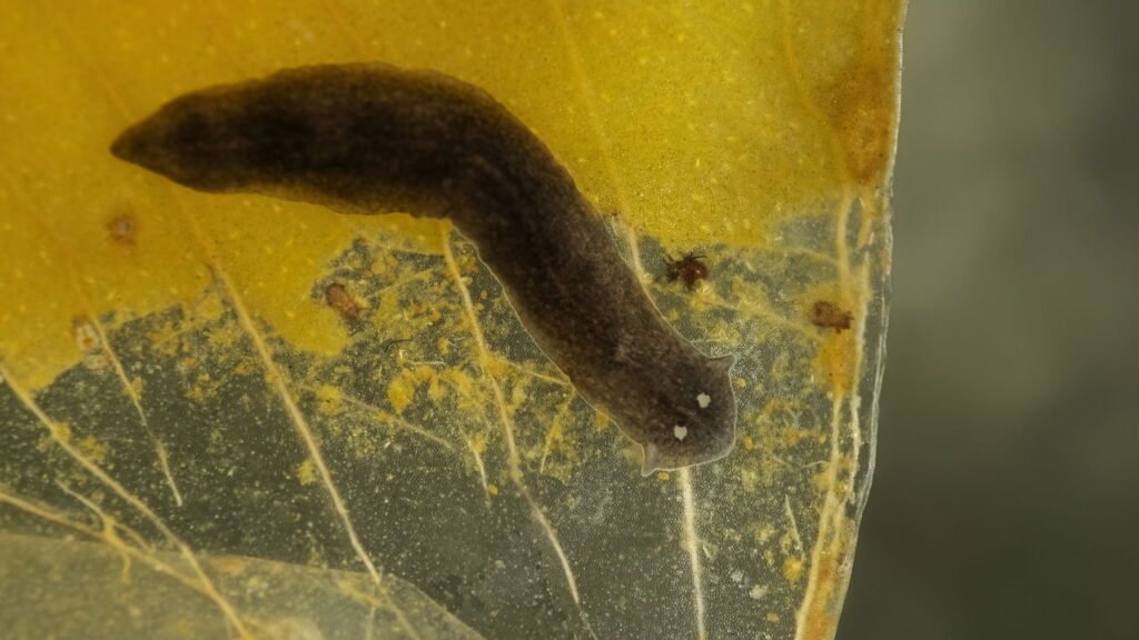 Você sabia que esse animal pode se regenerar mesmo após perder partes do cérebro?