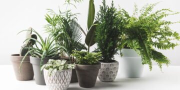 Conheça os sinais que indicam que suas plantas estão com excesso de água