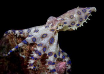 Esses animais parecem inofensivos, mas podem te matar em poucos minutos