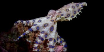 Esses animais parecem inofensivos, mas podem te matar em poucos minutos