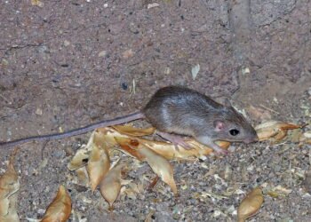 O animal que vive no deserto e sobrevive sem beber água por toda a vida