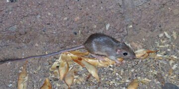 O animal que vive no deserto e sobrevive sem beber água por toda a vida
