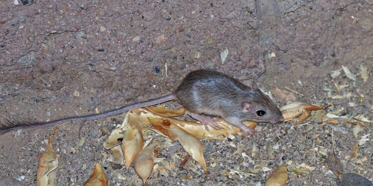 O animal que vive no deserto e sobrevive sem beber água por toda a vida