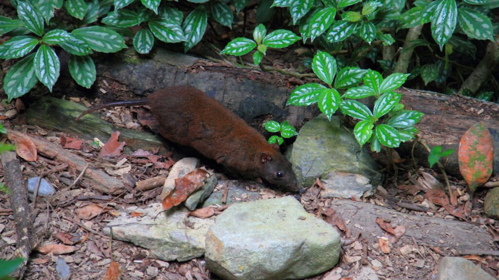 O animal que vive no deserto e sobrevive sem beber água por toda a vida