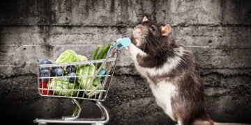 Como afastar ratos com um simples item da cozinha, sem veneno nem armadilhas