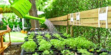 Manhã ou noite? Saiba o momento ideal para regar