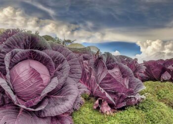 Como plantar repolho roxo em casa de forma simples e eficiente