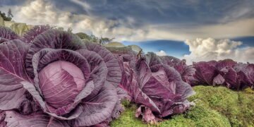 Como plantar repolho roxo em casa de forma simples e eficiente