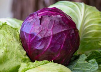 Como plantar repolho roxo em casa de forma simples e eficiente