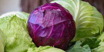 Como plantar repolho roxo em casa de forma simples e eficiente