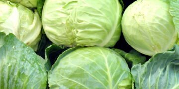 Seu repolho está murchando? Veja o que fazer para salvar sua plantação