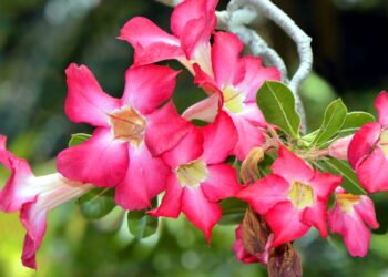 Pesquisas mostram que flores frescas ajudam a reduzir o estresse