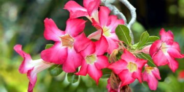 Pesquisas mostram que flores frescas ajudam a reduzir o estresse