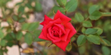 Aprenda como plantar rosa vermelha e ter flores lindas o ano inteiro