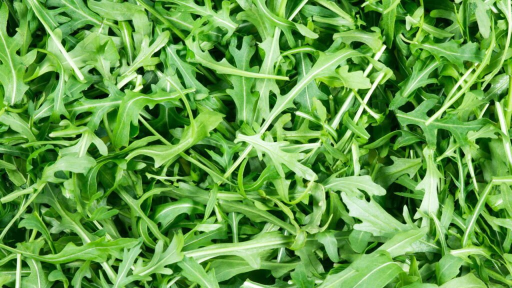 O que você precisa saber para plantar rúcula e colher rápido em casa