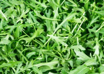 O que você precisa saber para plantar rúcula e colher rápido em casa