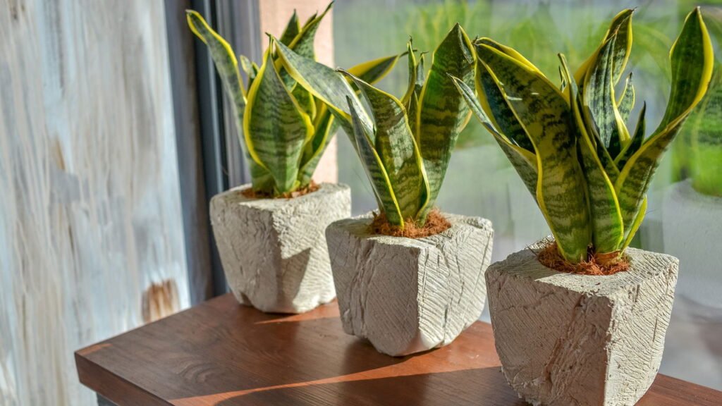 Aprende a cultivar espada de São Jorge, a planta que irá purificar o ar da sua casa!