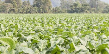 Essas plantas podem ser lindas, mas escondem perigos mortais só de encostar nelas