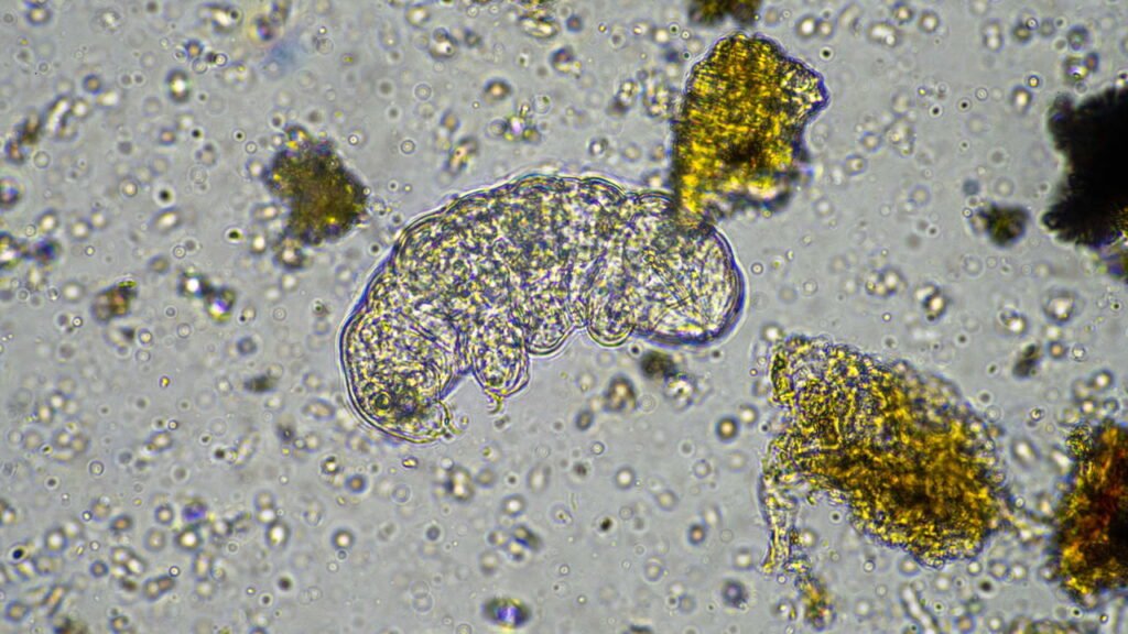 Animais que sobrevivem no espaço? Conheça os tardígrados e seu segredo de resistência