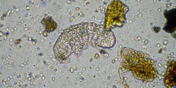 Animais que sobrevivem no espaço? Conheça os tardígrados e seu segredo de resistência