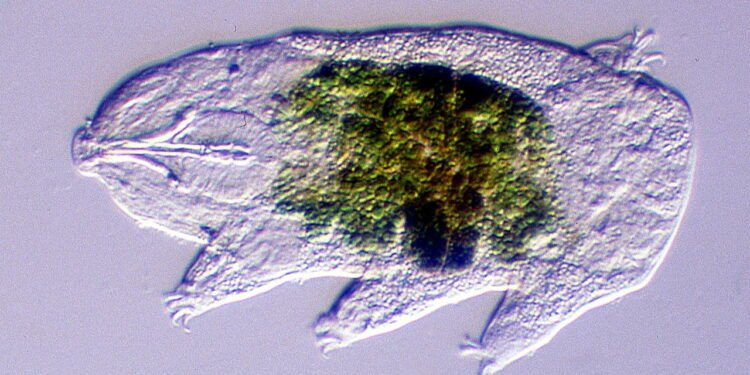 Animais que sobrevivem no espaço? Conheça os tardígrados e seu segredo de resistência