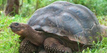 Conheça os 5 animais que desafiam o tempo e podem chegar a viver mais de 400 anos