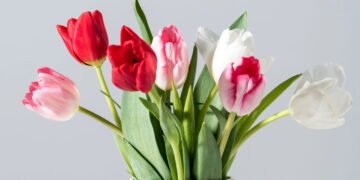 Aprenda a cuidar das tulipas e fazer florescer cada vez mais
