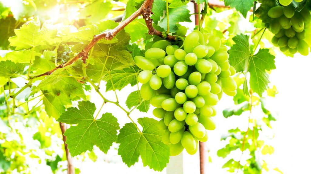 Por que podar sua videira de uva verde faz toda a diferença na colheita