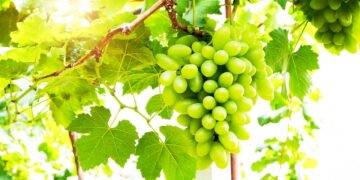 Por que podar sua videira de uva verde faz toda a diferença na colheita