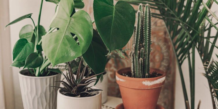 Esse suporte de madeira para vasos deixa sua casa mais charmosa