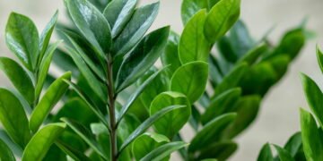 Dicas simples para manter sua Zamioculca bonita e saudável o ano inteiro
