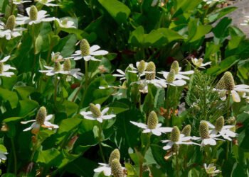 Planta utilizada em práticas tradicionais une alívio articular e proteção antisséptica natural