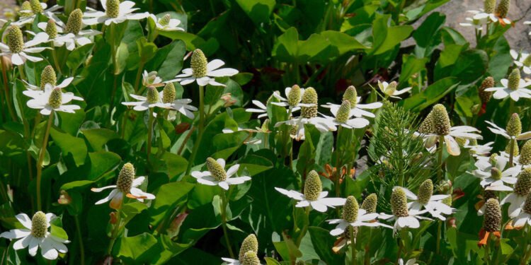 Planta utilizada em práticas tradicionais une alívio articular e proteção antisséptica natural