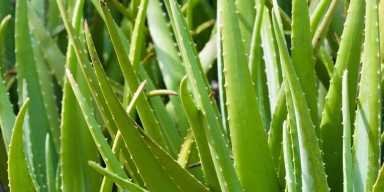 5 plantas que purificam o ar e são fáceis de cuidar em casa