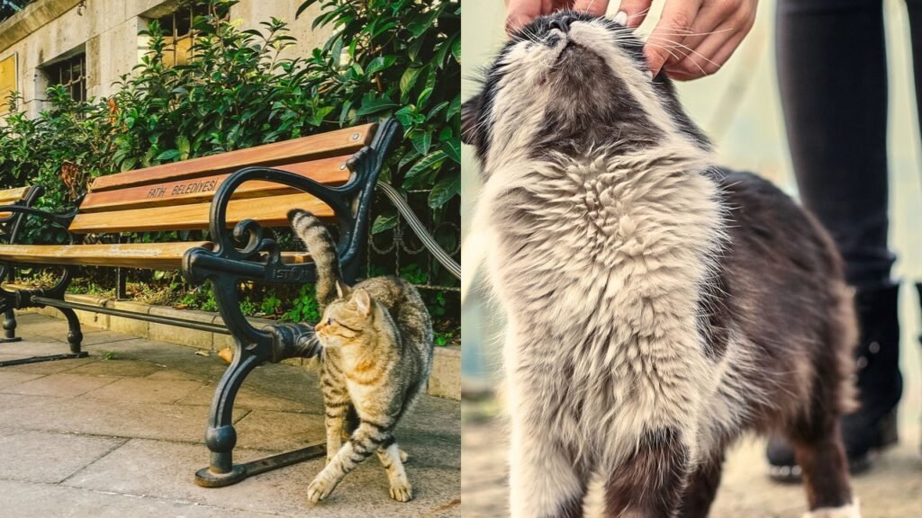 Ato de acariciar gatos