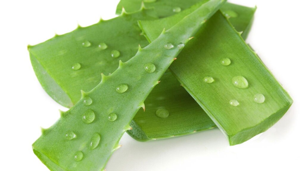 O passo a passo para cultivar babosa e ter um cicatrizante natural em casa