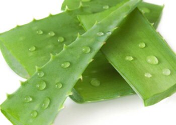 O passo a passo para cultivar babosa e ter um cicatrizante natural em casa