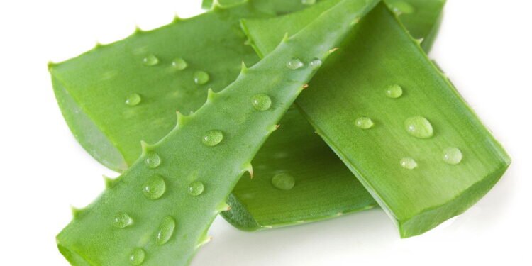 O passo a passo para cultivar babosa e ter um cicatrizante natural em casa