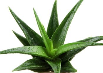 O passo a passo para cultivar babosa e ter um cicatrizante natural em casa