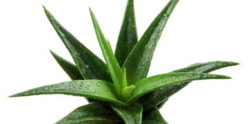 O passo a passo para cultivar babosa e ter um cicatrizante natural em casa