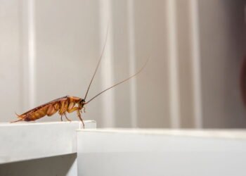 3 plantas que afastam baratas e ainda deixam sua casa perfumada